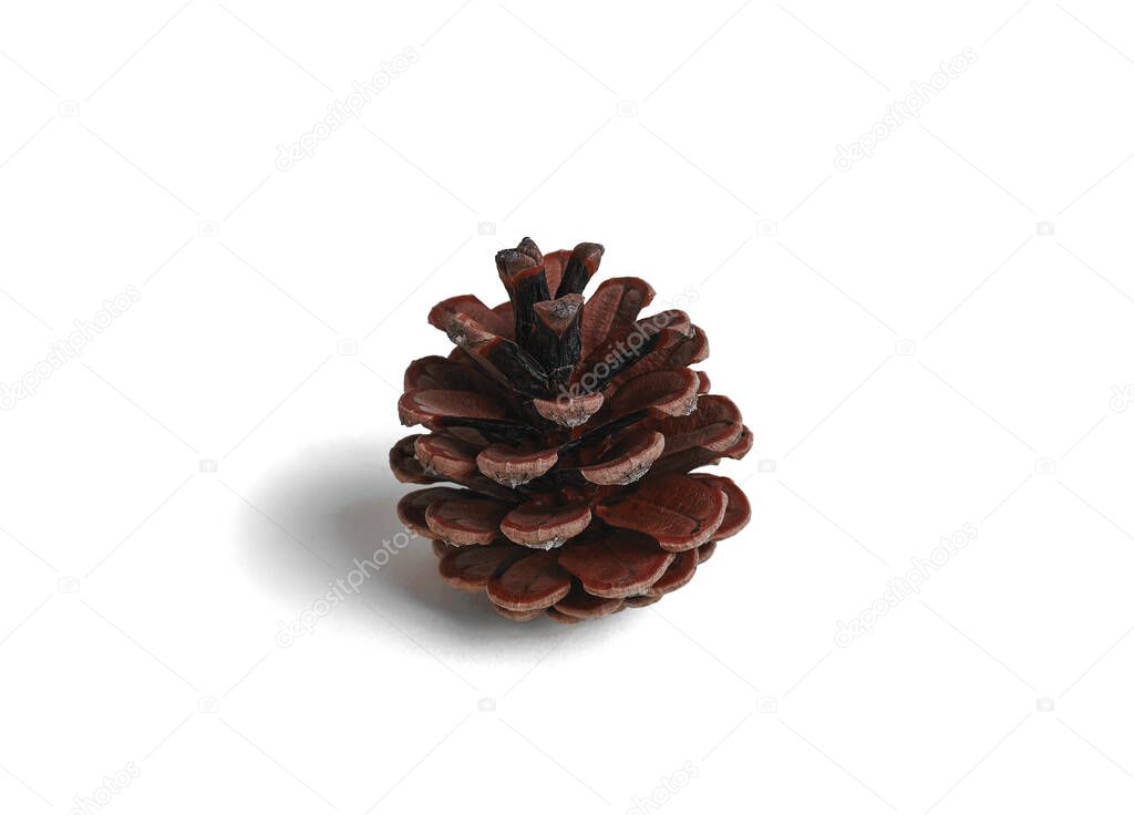 natural pinecone isolated on white background. close-up of natural dry pine cones, conifer seeds