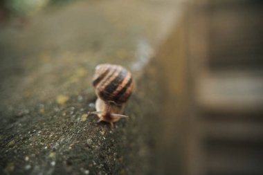 Yenilebilir salyangoz, Romalı salyangoz, bordo salyangoz, ıslak beton üstüne salyangoz.