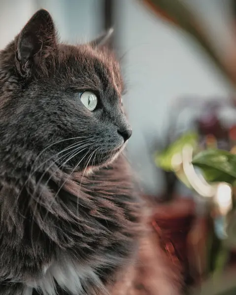 Gato Doméstico Cinza Dentro Casa Raios Luz Solar — Fotografia de Stock