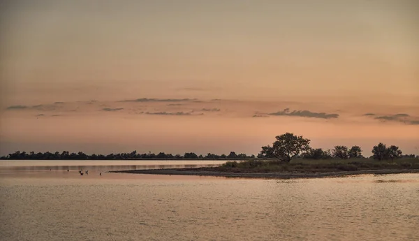 Small Island Pond Lonely Tree Golden Hour — Stock Photo, Image