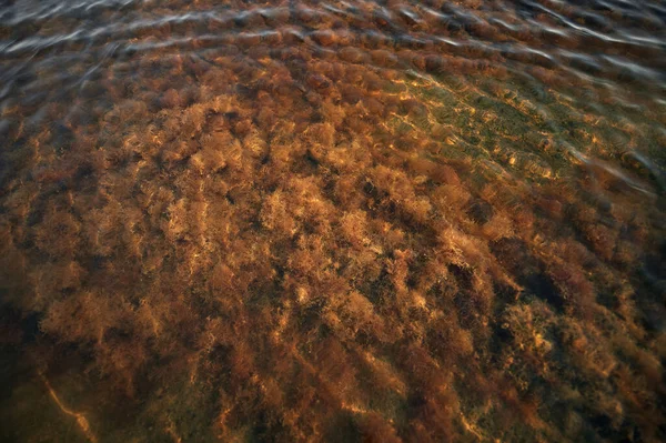 Zeewier Het Bovenaanzicht Van Het Meer Waterplant Bodem Van Rivier — Stockfoto