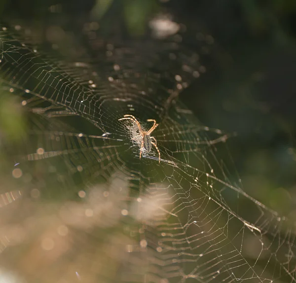 Αράχνη Στον Ιστό Που Περιμένει Θύμα Οξυκωδόνη Αλατούχο Στη Φύση — Φωτογραφία Αρχείου