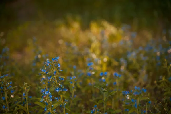 长满了蓝色花瓣的草地 秋天的黄昏 秋天的云杉 — 图库照片
