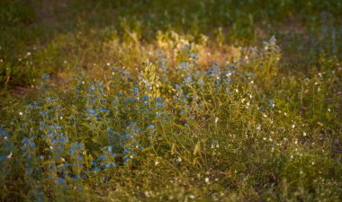 Çiçeklerle dolu çayır mavi yapraklı sonbahar bokeh. Sonbaharda larkspur ve delphinium