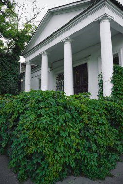 Sütunları ve sarmaşık doğal çitleri olan beyaz antika ev.