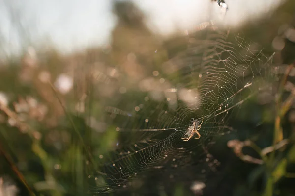 Αράχνη Στον Ιστό Που Περιμένει Θύμα Οξυκωδόνη Αλατούχο Στη Φύση — Φωτογραφία Αρχείου