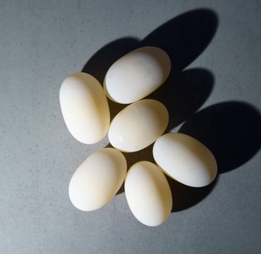 Taze yumurtlamış kaplumbağa yumurtaları. Deniz hayvanı sürüngeni üretimi