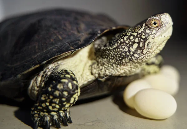 Самка Черепахи Яйца Изолированы — стоковое фото