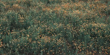 Çimlerin üzerinde vahşi yaz çiçeğinin manzarasını kapatıyoruz.