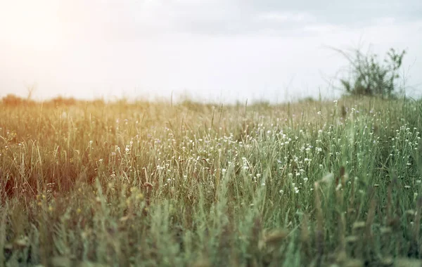 Närbild Landskap Vilda Sensommaren Blomma Gräsmattan — Stockfoto