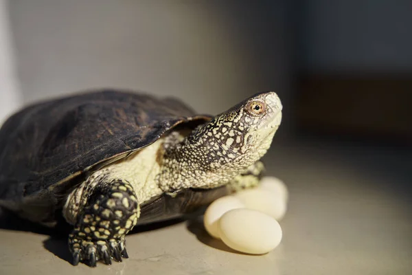 pond turtle and eggs. european swamp tortoise