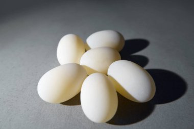 Taze yumurtlamış kaplumbağa yumurtaları. Deniz hayvanı sürüngeni üretimi