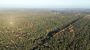 Gün batımında dağları olan manzaralı sonbahar ormanı
