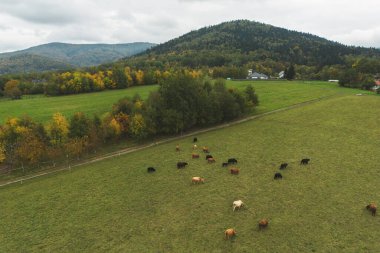 Dağ manzaralı sığırlar otluyor..