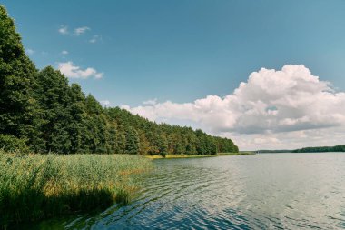 Ahşap iskelesi ve ormanı olan Idyllic rıhtımı