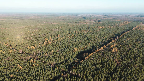 Gün batımında dağları olan manzaralı sonbahar ormanı