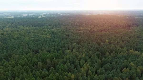 Güneşli sonbahar ormanlarında renkli ağaçlar