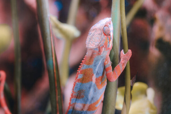 Tropical lizard climbing green plant