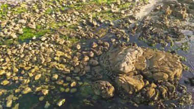 Taşlar ve yosunlarla dolu Atlantik kıyıları