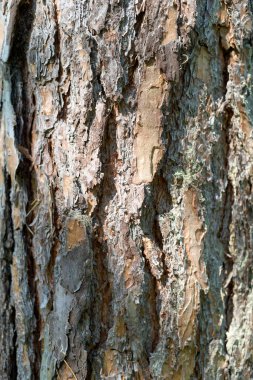 Güneş ışığında çam ağacının sert kabuğu