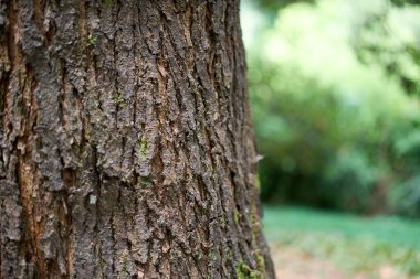 Detaylı ağaç kabuğu gün ışığında