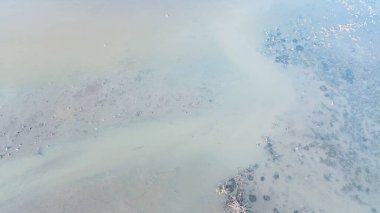 Kuşlar ve Ağaçlarla Göl Yansımaları