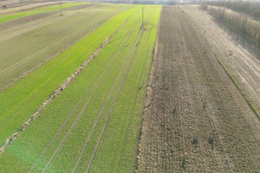 Yeşil topraklarda geyikli doğa sahnesi