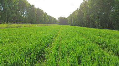 Yeşilliklerle dolu verimli tarım alanları