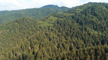 Bereketli orman tepe örtüsünün hava perspektifi