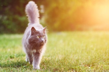 Yeşil alandaki gri kedi kameraya bakıyor.