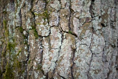 Sert ağaç kabuğu, güneş ışığında yakınlaşıyor.