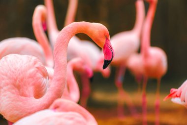 Flamingo parlak ışıkta hareketsiz duruyor