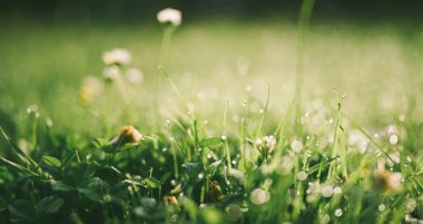Sabah çiğ tanecikli çimen yaprakları.