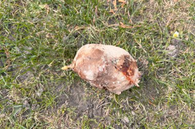 Patates püresi ve filizlenen gözler.