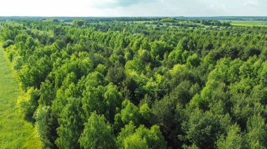 Orman, oksijen ve yaşamla dolu.