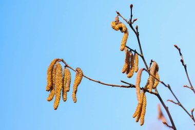 İnce ağaç dallarında taze bahar havası var.