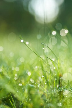 Bahçedeki taze çimenler Sabah güneşiyle