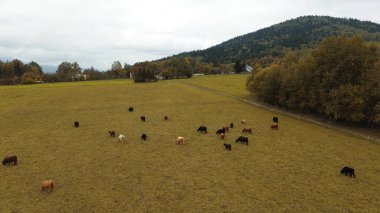 Otlayan dağ inekleri olan kırsal bir çiftlik..