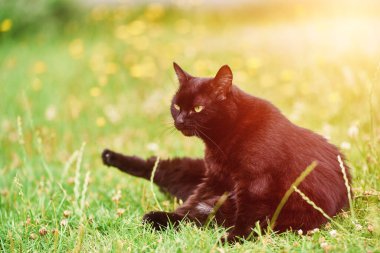 Güneşli bir bahçede çimlerin üzerinde uzanan kara kedi