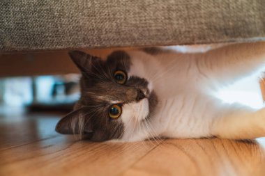 Ahşap zeminden gözetleyen evcil tüylü kedi.