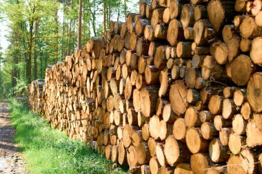 Mavi gökyüzünün altında taze kesilmiş ahşap kütükler