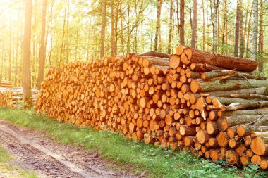 Yığılmış tahta kütüklerin yakın görüntüsü