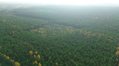 Sessiz bir sonbahar gününde, kısa çıplak ağaçlar.
