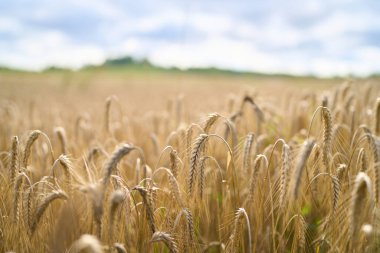 Olgun buğday bitkileri yaz tarlasında bükülüyor.