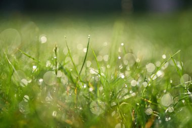 Yumuşak odak noktasında taze çimen ve çiy