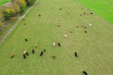 Otlayan dağ inekleri, hava manzaralı dağ çiftliği.