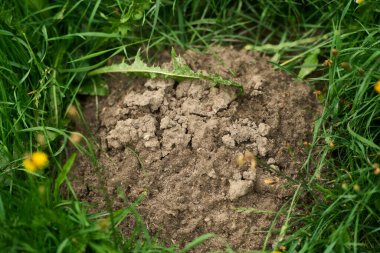 Çimen tarlasında toprak yığını