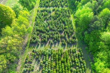 Kozalaklı orman restorasyonu için ağaç yetiştirme yeri.