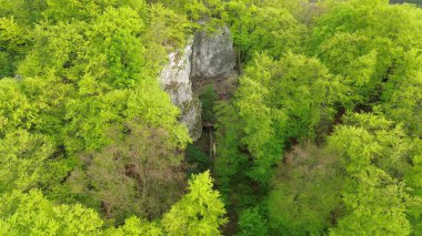 Kalın orman ağaçlarının içindeki kaya yüzeyi