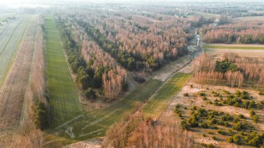 Çıplak ağaçlar manzaralı sonbahar ormanı manzarasını kaplıyor